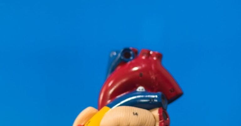 Vibrant anatomical heart model against a solid blue backdrop, showcasing educational detail.
